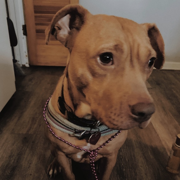 Meet your Posher, Jessica - Picture 1 of 1